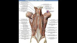 Длинные разгибатели позвоночника и шеи. Активация и тренировка указанных мышц.