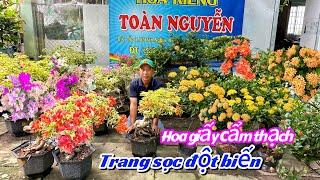 Hoa giấy Cẩm thạch nhiều màu,trang sọc đột biến..30/10 0966705151.Toàn-Nguyễn