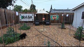 How To Grow Outdoor Cannabis || 12 days in the ground - 5-27-2024