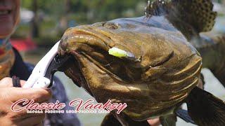 Fishing for huge Groupers at D'Best Premium Pond! | Rapala Classic Vaaksy