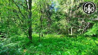 Morning singing of forest birds. 12 hours of nature sound for sleep and relaxation.