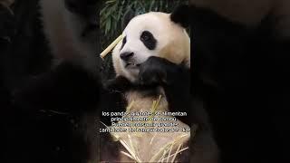  top 5 pandas  Zoosalud México #panda #viral #youtubeshorts #petslover