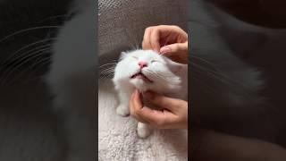 This Cat Thinks He Owns The Car 