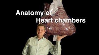 Anatomy of Heart Chambers