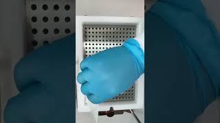 Making Capsules #asmr #medicine #compoundingpharmacy #pharmacy #fyp #asmrsounds #asmrvideo #fypシ