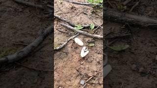I found some snake's eggs already hatched.  Huevos de víbora. #shorts #snakeeggs #nature #wildlife