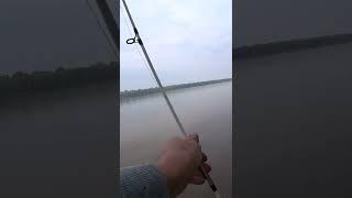 Рыбалка на червя. Красный или белый? #shorts #рыбалка #fishing #рыба #спиннинг