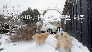 SUB단순로그290 폭설, 한파, 바람 받고 댕스끼까지 쉽지 않은 제주 겨울 살이 vlog