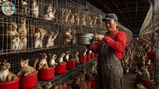 SQUIRREL Farm - How Chinese Farmers Raise Millions Of Squirrels️