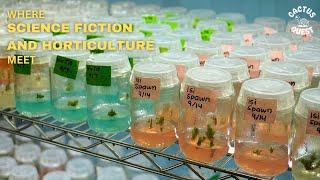Cloning plants using tissue culture propagation #cactusquest #hiddenagave