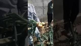 SURXONDARYO QUMQURGON DA PIYOZ PISHDIhttps://t.me/Musulmonjon_blogir94