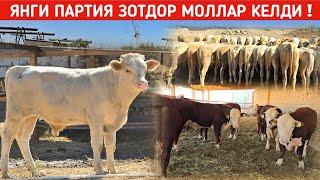 ЯНГИ ПАРТИЯ ЗОТДОР МОЛЛАР КЕЛДИ ХОРАЗМ БУ́ЙЛАБ ДАСТАВКА БОР !!! ХОРАЗМ БОЗОР