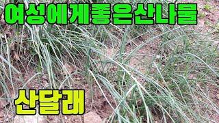 한국의 약용식물(달래)-불면증,여성에좋은 산나물-텃밭친구