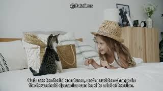 Is Your Cat Acting Out? 5 Surprising Reasons Why and What to Do About It | Cat Behavior Tips