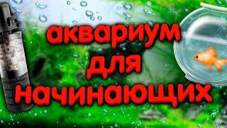 Аквариум для начинающих. Какой выбрать аквариум, компрессор, светильник, фильтр.