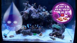 Tank Crashing - No nutrients - You can run your reef tank too clean!