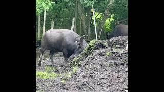 Water Buffalo fighting a dirt pile!