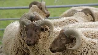 Ancient Manx Loaghtan Sheep Langley Chase Farm, Wiltshire, England