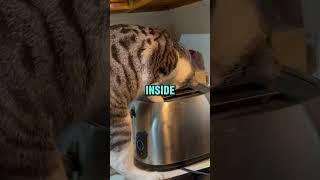 ALWAYS Trust Your Cat 