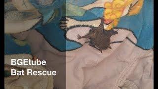 BGEtube Bat Rescue