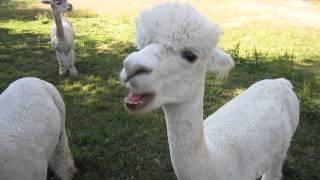 Cute alpaca eats cherry and spits out pip