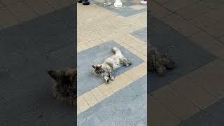 it doesn't matter  #cats #funny