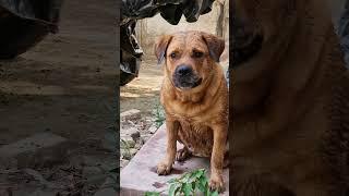dog barking loudly sound effect || adarsh Tiwari vlog || best dog sound || #viral #dailyshorts#part2