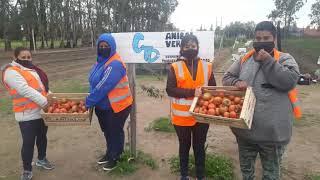 programa sembrar, producción de alimentos para nuestra  ciudad, Trelew, Chubut