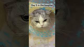 Day 2 in the hospital.#cat #kittens