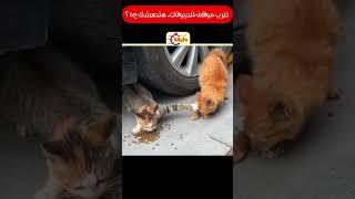 اغرب مواقف للحيوانات .. هتدهشك  ج25