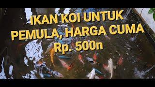 Beli Ikan Koi Jinak Untuk Pemula Harga 500 Sampai 50rb, Persiapan Untuk Kolam Baru Yang Lebih Besar