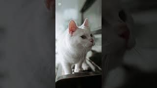 Cat Walk In Piano Table 1.M Views