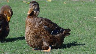 22.11.2020. Rouen ducks from Olympus farm.