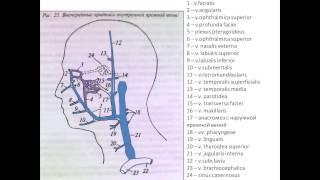 Вены головы и шеи