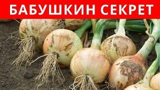 БАБУШКИН СЕКРЕТ посадки ЛУКА-СЕВКА