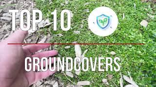 Top 10 Groundcovers tried and tested for your garden. Ian Wilson Landscape Design NZ