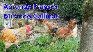 Aprender francés mirando gallinas / Clase de francés con Nelson