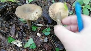 Champignon sauvage. Le Lactaire couleur de suie (Lactarius lignyotus)