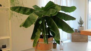 Repotting my Banana Tree into a Wooden Bucket