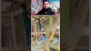 Darkht  lagao Or Unki Hifaazat Karo #tree #oxygen #ummuabdu