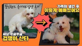 [유기견입양] 겁쟁이 산타 이야기 , 포인핸드 입양, 유기견 적응기, 강아지 입양, 사지마세요 입양하세요.