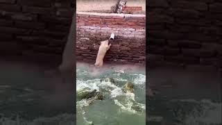 How dog saves own life from crocodiles 