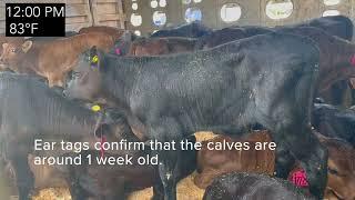 Suffering on The Road: The Long-Distance Transport of Newborn Dairy Calves