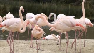 Greater flamingo: male defend female