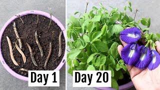 How to Grow Aparajita/Blue Pea Plant from Seeds & Cuttings [With Update]