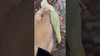 8 Million Rupees On Dun Fallows & Only Got 1 Chick !! #naveedsheikh #lovebirds