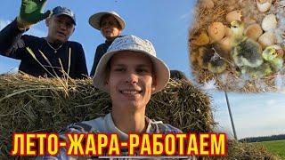 Пора Сенокоса Неожиданные пополненияПородистые цыплята, Утята,Гусята,Кролики.Ждём ещё пополнения