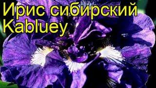 Ирис сибирский Каблей. Краткий обзор, описание характеристик iris sibirica Kabluey