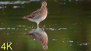 Bekassine auf dem Herbstzug  --  Common Snipe on the autumn migration