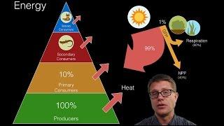 Energy Flow in Ecosystems